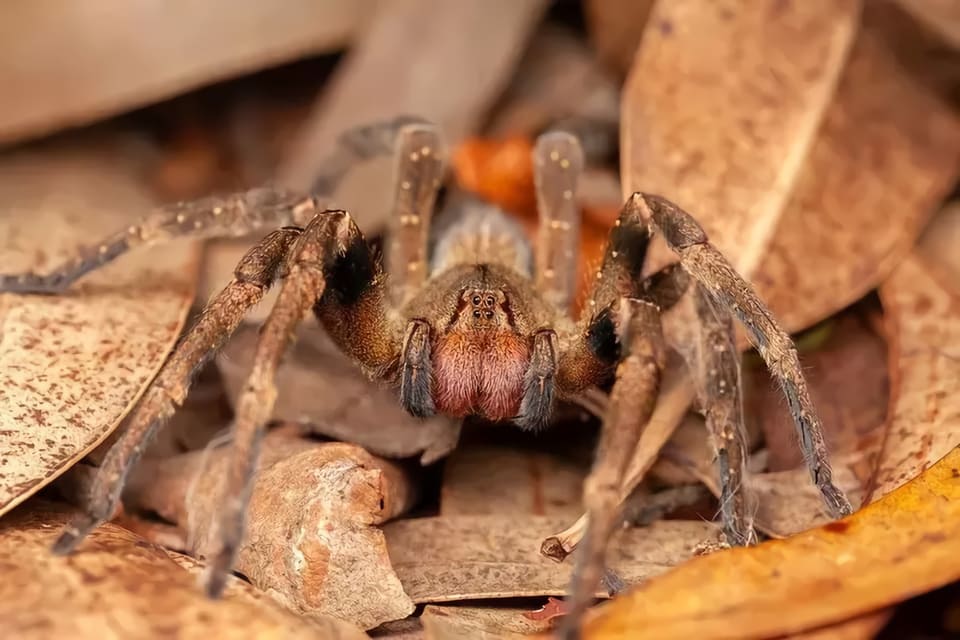 Brazilian wandering spider 2