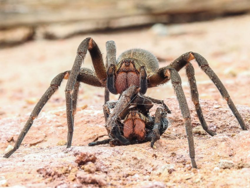 Armed Spiders (Genus Phoneutria) Info