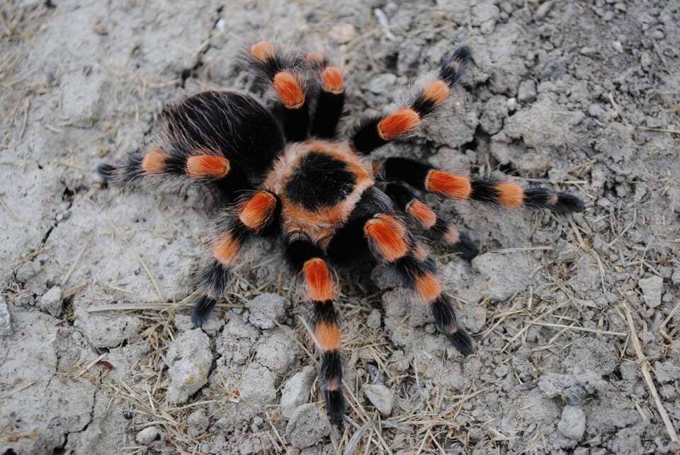 Brachypelma smithi Mexican redknee