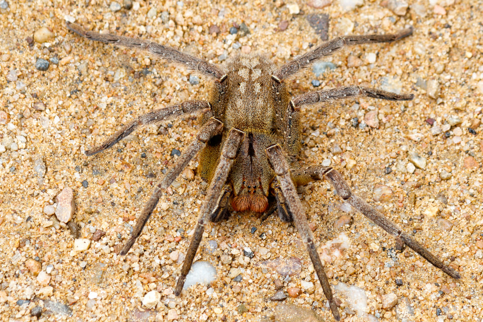Brazilian wandering spider